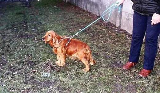 Suczka cocker spaniel KOKA marznie w schronisku!,