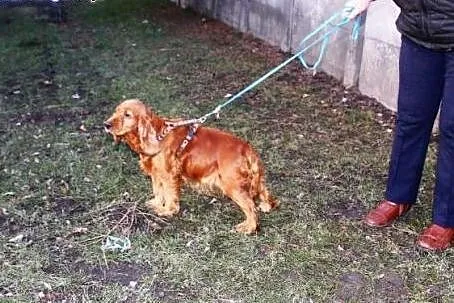 Suczka cocker spaniel KOKA marznie w schronisku!, 