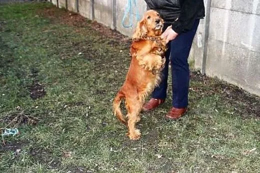Suczka cocker spaniel KOKA marznie w schronisku!, 