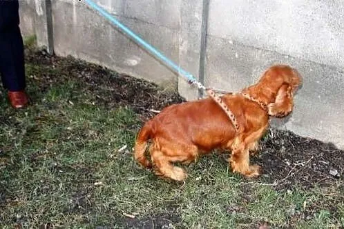 Suczka cocker spaniel KOKA marznie w schronisku!, 