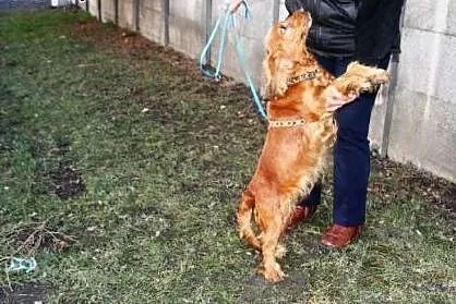 Suczka cocker spaniel KOKA marznie w schronisku!, 