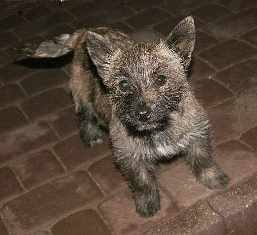 Pixi - pręgowane, kudłate, 3-miesięczne cudo do ad