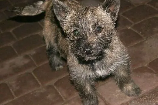 Pixi - pręgowane, kudłate, 3-miesięczne cudo do ad
