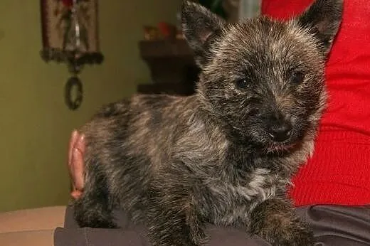 Pixi - pręgowane, kudłate, 3-miesięczne cudo do ad