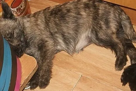 Pixi - pręgowane, kudłate, 3-miesięczne cudo do ad