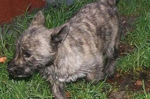 Pixi - pręgowane, kudłate, 3-miesięczne cudo do ad