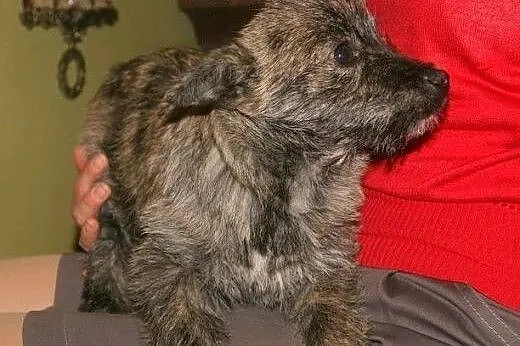 Pixi - pręgowane, kudłate, 3-miesięczne cudo do ad