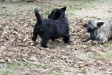 Pixi - pręgowane, kudłate, 3-miesięczne cudo do ad