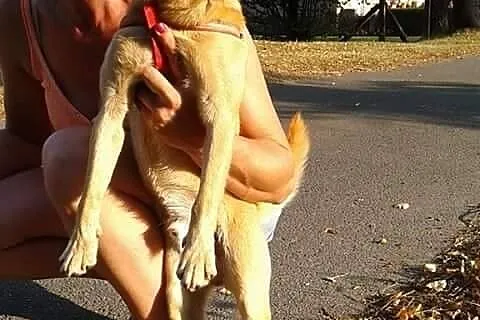 7 kilogramowy Goferek, 12 miesięczny wesoły psiacz