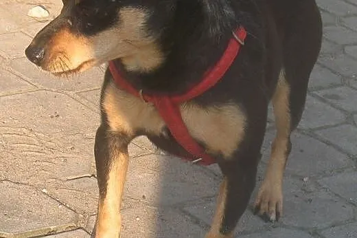 Tusia urocza prosi o domek ,  mazowieckie Warszawa