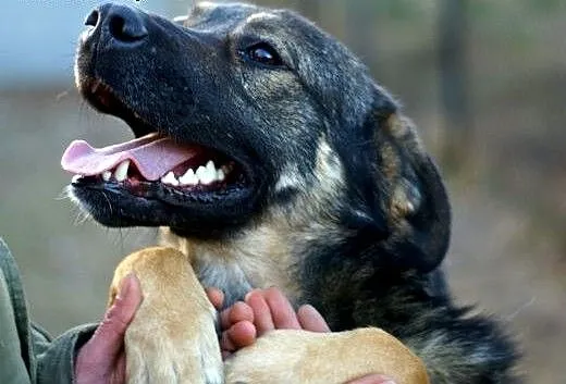 Max -fajny psi kumpel czeka na swojego człowieka,