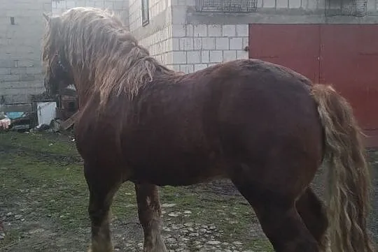 Ogier pkz, Mazowieckie, Radom