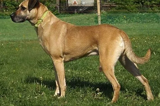 SARA - kochana sunia o cudownym charakterze do adopcji,  mazowieckie Warszawa