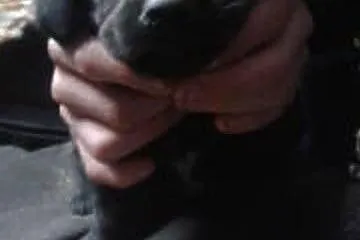 Piękne, wesołe szczeniaki do adopcji!,  mazowiecki
