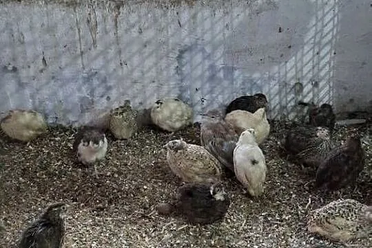 Przepiorki mix kolorow.