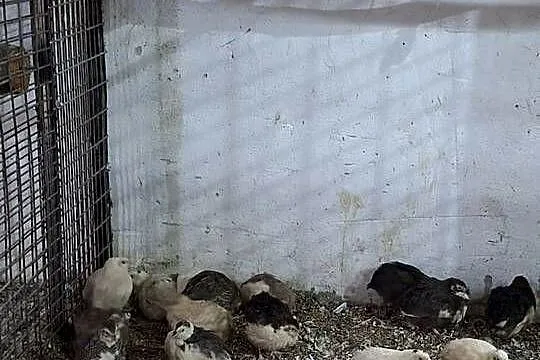 Przepiorki mix kolorow., Wielkopolskie, Miejska Górka