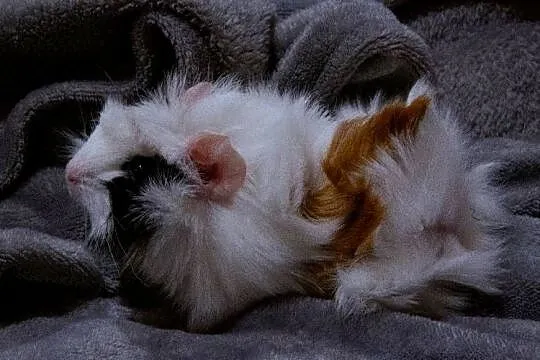 Świnka morska cavia domowa  SAMIEC