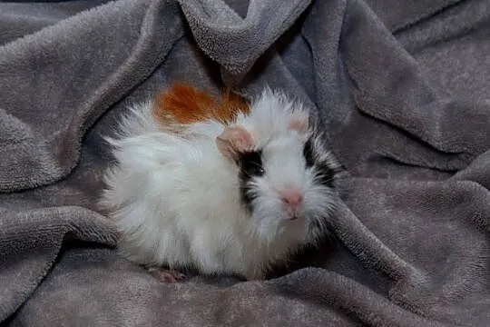 Świnka morska cavia domowa  SAMIEC, Małopolskie, Koszyce Wielkie