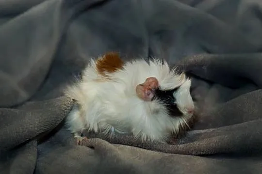 Świnka morska cavia domowa  SAMIEC, Małopolskie, Koszyce Wielkie