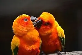 Kupię papugi konura słoneczna, Charsznica