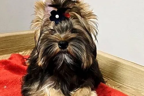 Śliczny piesek czekoladowy York Ocean Pearl Yorki do odbioru