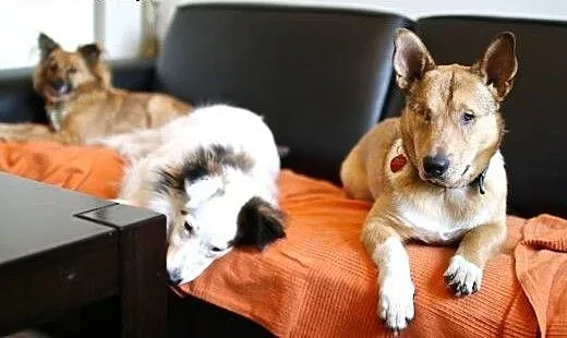 Baścik - mały, smypatyczny, młody - do adopcji, m