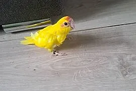 Witam będę miał na sprzedaż papugi kozy