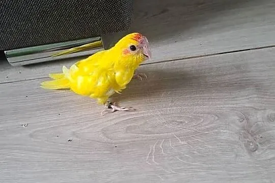 Witam będę miał na sprzedaż papugi kozy