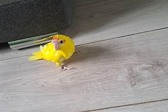 Witam będę miał na sprzedaż papugi kozy, Małopolskie, Wawrzeńczyce