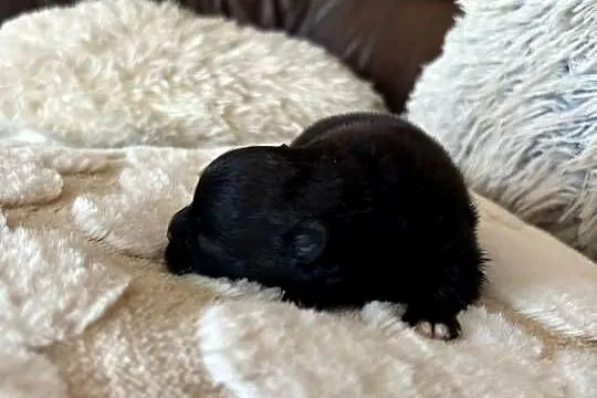 Szpic miniaturowy pomeranian boy