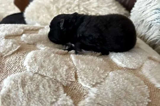 Szpic miniaturowy pomeranian boy, Śląskie, Taciszów