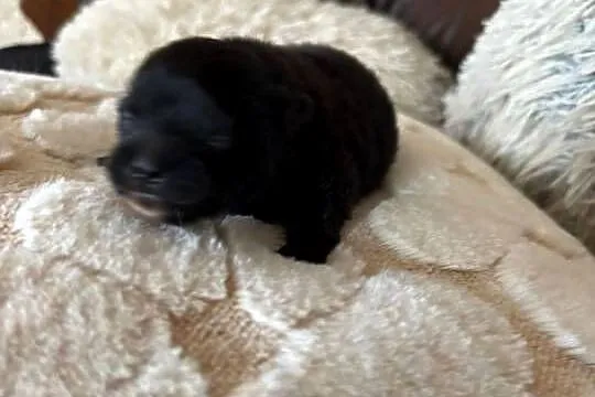 Szpic miniaturowy pomeranian boy, Śląskie, Taciszów