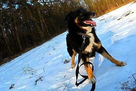 Krabik - piękny, spokojny, duży psiak do adopcji. 