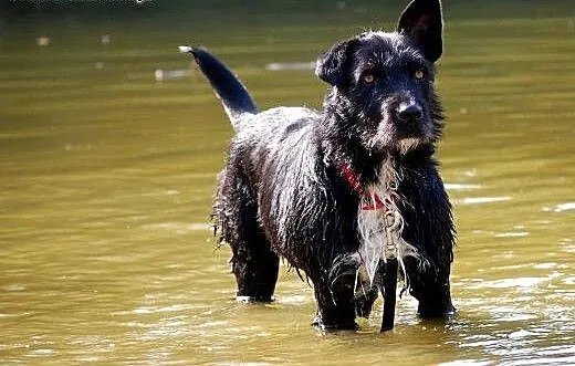 NEGRA - może na Twojej kanapie swoje szczęście zła