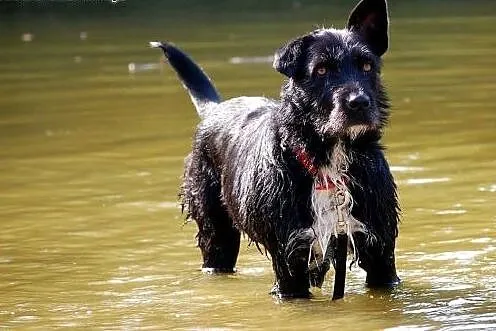 NEGRA - może na Twojej kanapie swoje szczęście zła