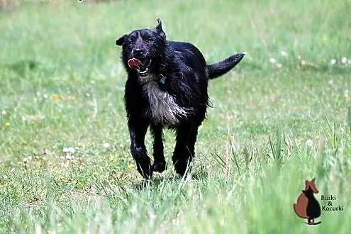 NEGRA - może na Twojej kanapie swoje szczęście zła