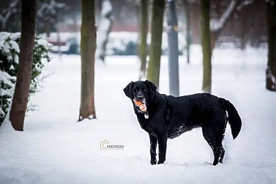 Lucky-czarny skarb szuka domu