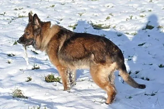 CARMEN - sunia owczarka niemieckiego,która skradni, Łódź