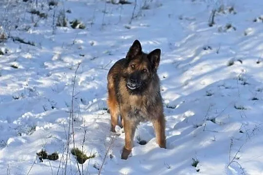 CARMEN - sunia owczarka niemieckiego,która skradni, Łódź