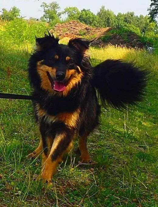 Frida- piękna sunia do adopcji, mazowieckie Warsz