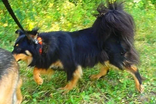 Frida- piękna sunia do adopcji,  mazowieckie Warsz