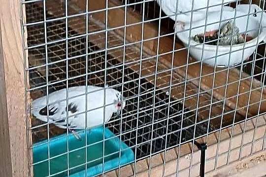 gołąbki diamentowe szeki.