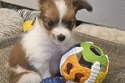 Papillon FCI/ZKWP Spaniel Kontynentalny Miniaturowy