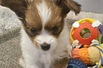 Papillon FCI/ZKWP Spaniel Kontynentalny Miniaturowy, Dolnośląskie, Jelenia Góra