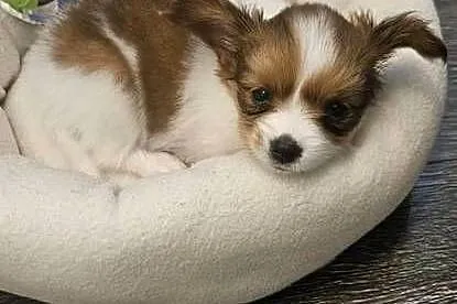 Papillon FCI/ZKWP Spaniel Kontynentalny Miniaturowy, Dolnośląskie, Jelenia Góra