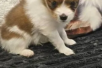 Papillon FCI/ZKWP Spaniel Kontynentalny Miniaturowy, Dolnośląskie, Jelenia Góra