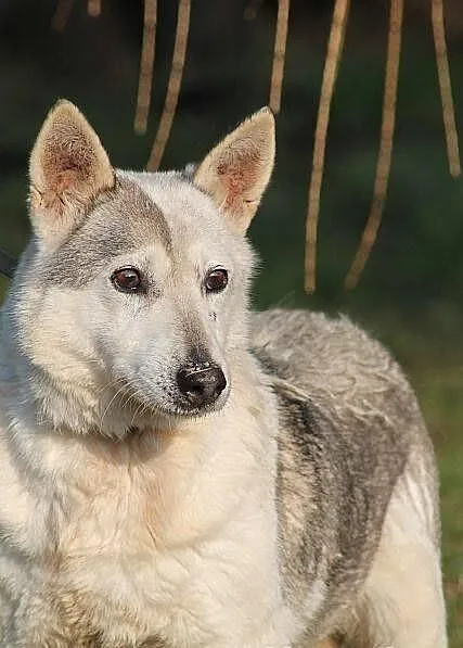 EDNA - mini haszczanka do adopcji