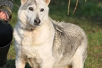 EDNA - mini haszczanka do adopcji