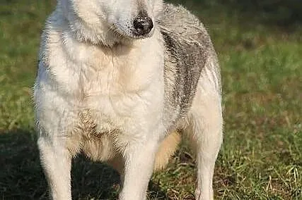 EDNA - mini haszczanka do adopcji