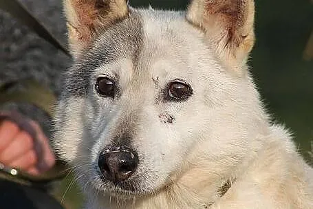 EDNA - mini haszczanka do adopcji